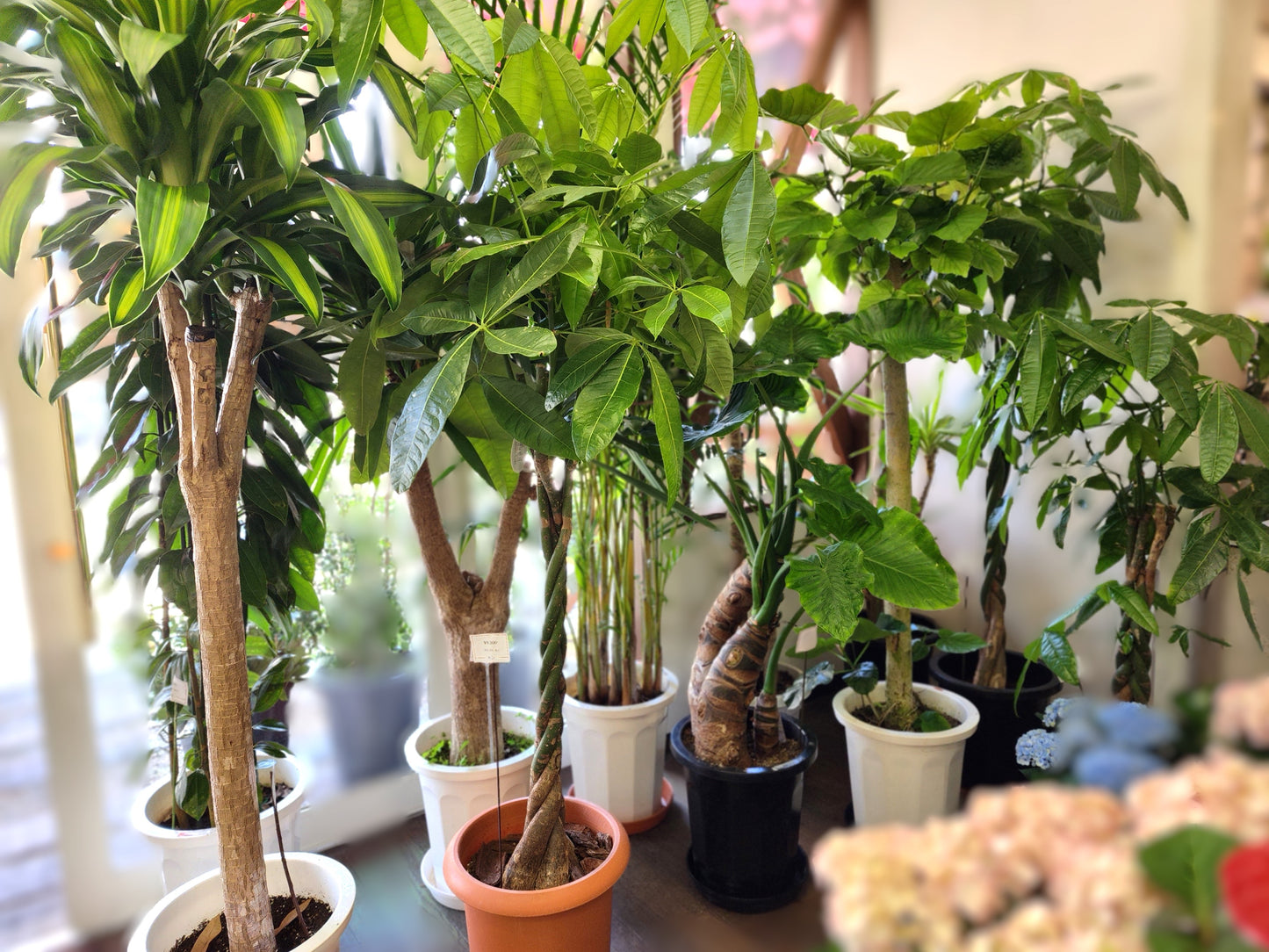 【観葉植物】おまかせ