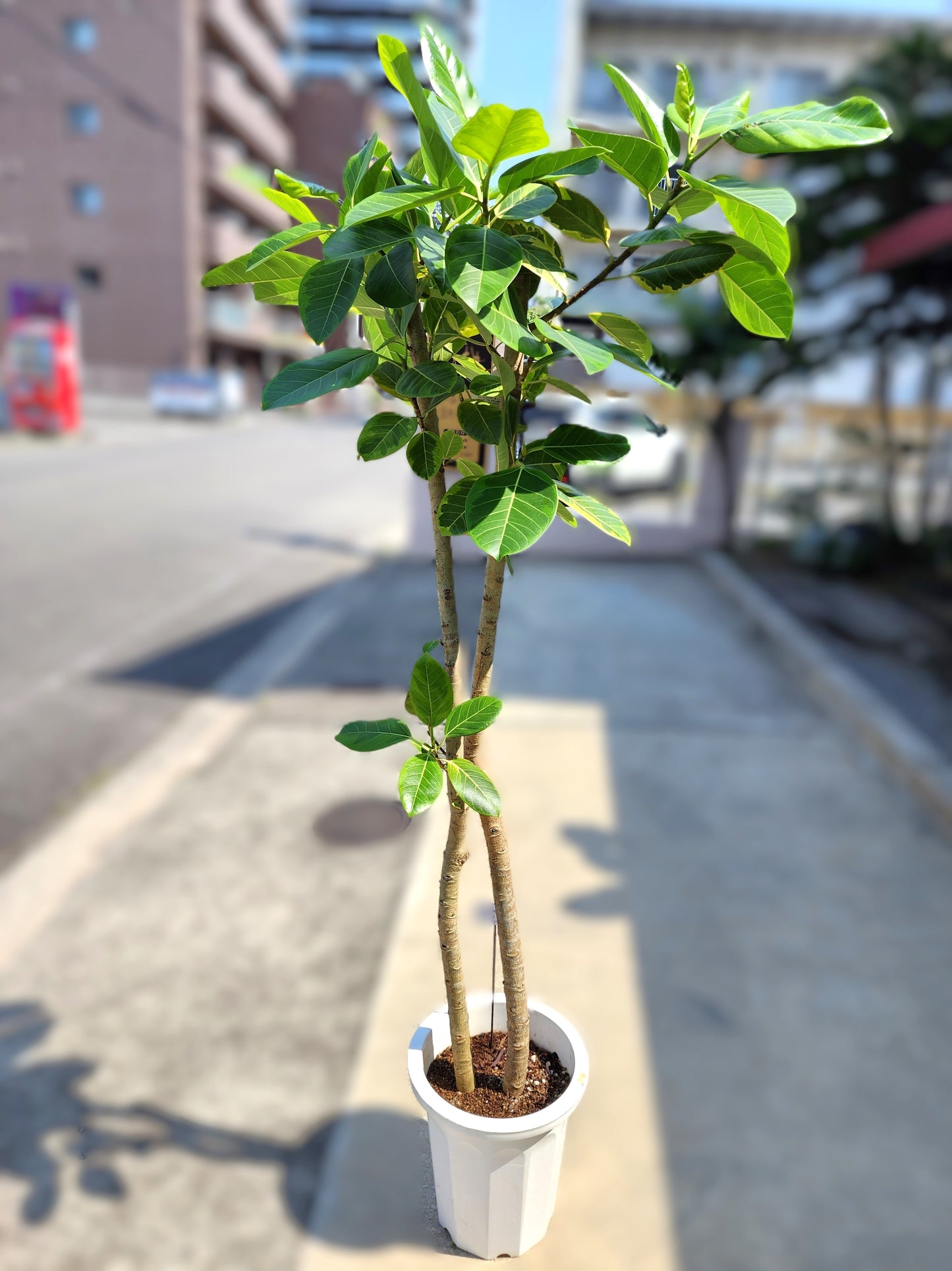 【観葉植物】アルテシーマゴム
