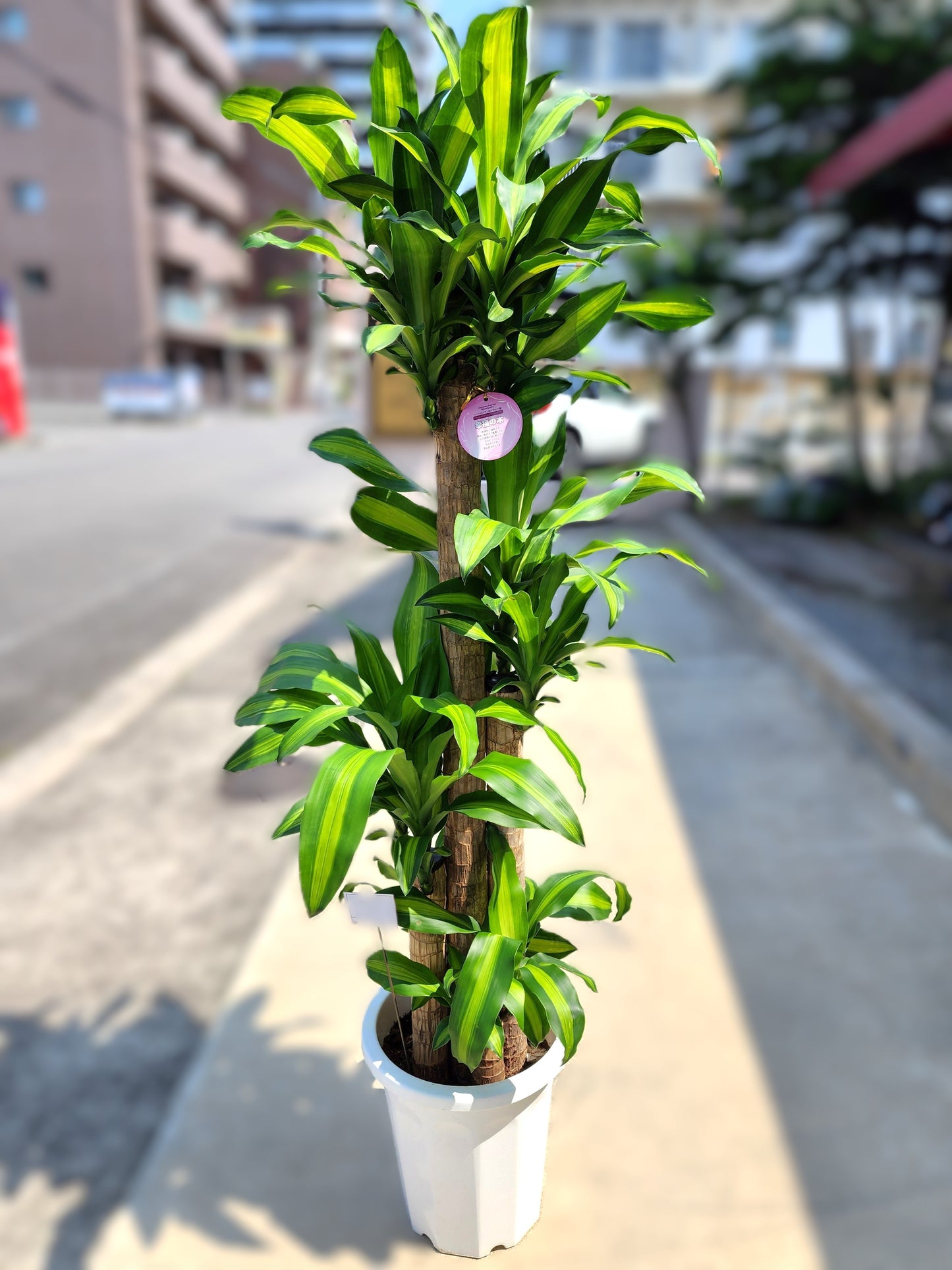 【観葉植物】幸福の木