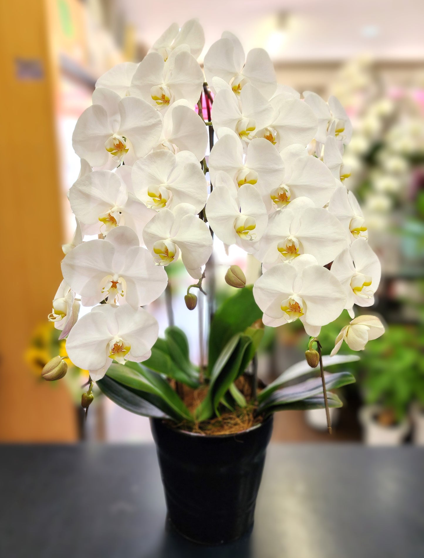 【生花】胡蝶蘭 白(3本立ち※約30輪~33輪)