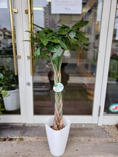 【観葉植物】パキラ 8寸